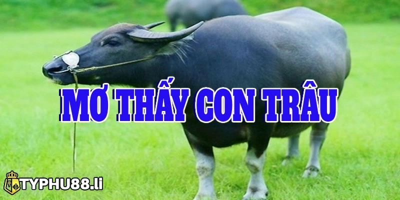 mơ thấy con trâu